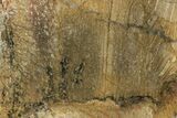 Strelley Pool Stromatolite Section - Billion Years Old #221626-2